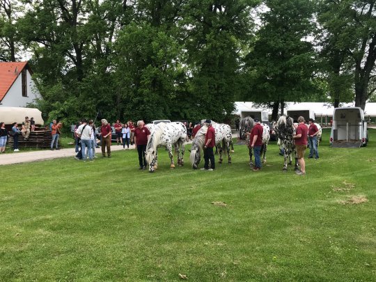 Die Brautwagenpferde 2023 img_2535.jpg